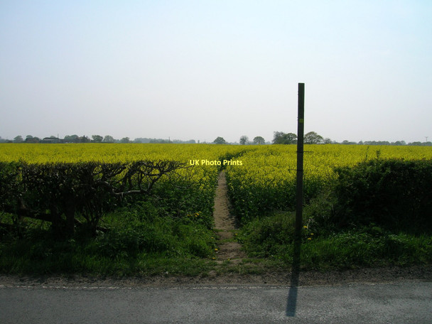 Photo 6"x4" Footpath through crop field Holtby c2011