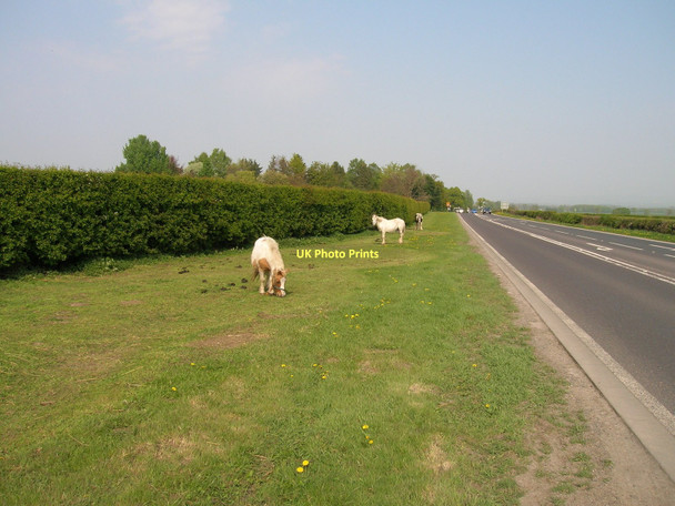 Photo 6"x4" Ponies grazing beside the A166 Holtby c2011