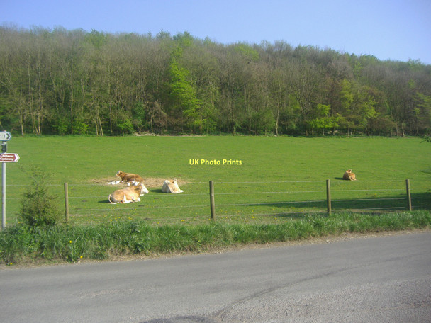 Photo 6"x4" Cows in field, Flaunden Bottom Flaunden c2011