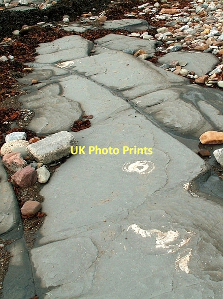 Photo 6"x4" Ammonite fossils at Helwell Bay Watchet c2007