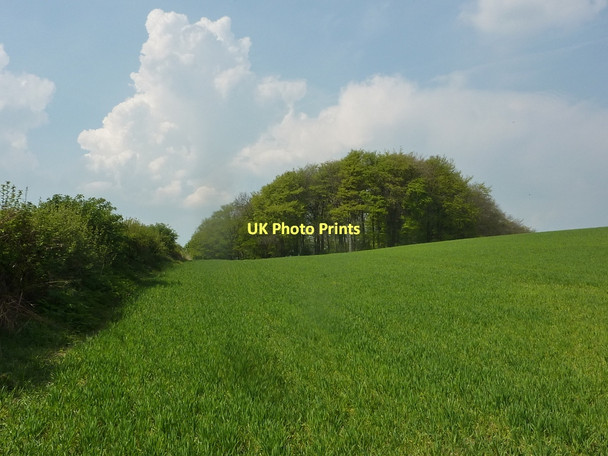 Photo 6"x4" Field towards Harehill Wood Hardstoft c2011