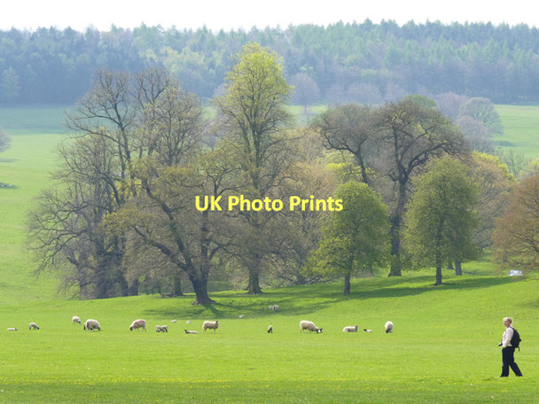 Photo 6"x4" Chatsworth Park Dunsa c2011