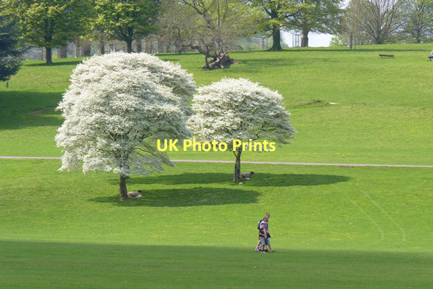 Photo 6"x4" Blossom Time at Chatsworth Park Dunsa c2011