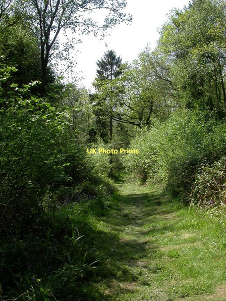 Photo 6"x4" Duncliffe Wood, path Stour Row c2011