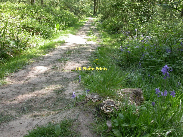 Photo 6"x4" Duncliffe Wood, fungus Stour Row c2011
