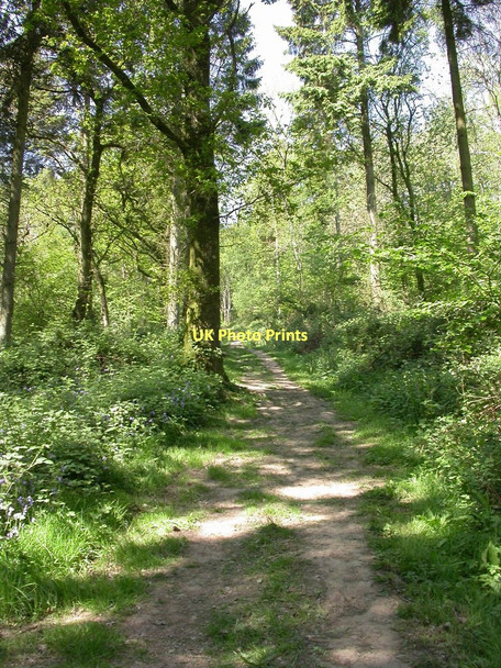 Photo 6"x4" Duncliffe Wood, woodland path Stour Row c2011