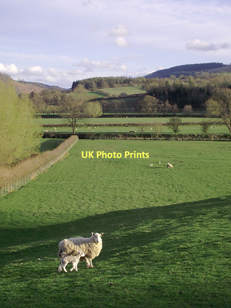 Photo 6"x4" Grazing east of Builth Wells, Powys Builth Wells\/Llanfair-Ym-Muallt c2011 P1