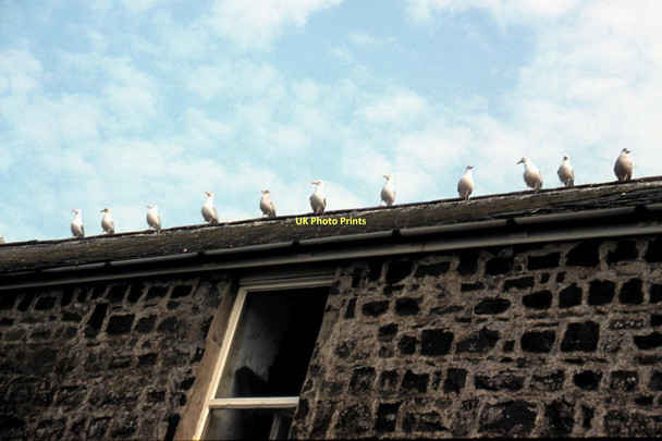 Photo 6"x4" New Quay - 1984 New Quay\/Ceinewydd c1984 P2