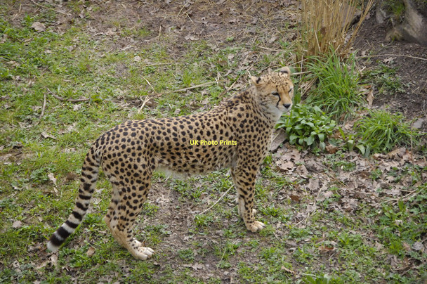 Photo 6"x4" Cheetah, Chester Zoo Moston\/SJ4070 c2011