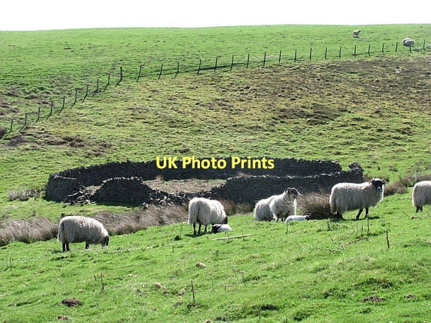 Photo 6"x4" Ewes and lambs, Dunside Longformacus c2011