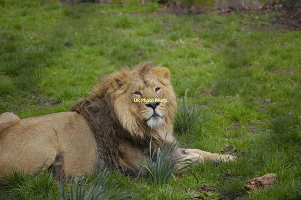 Photo 6"x4" The King of Beasts Moston\/SJ4070 c2011
