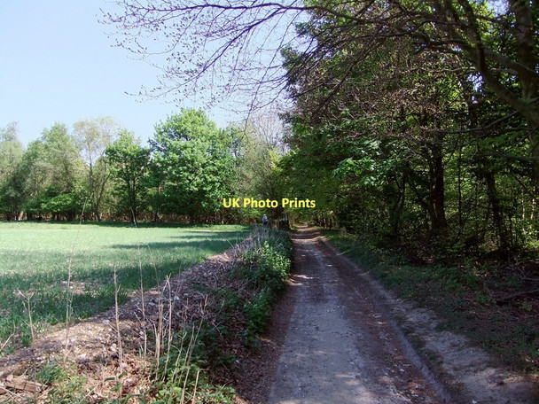 Photo 6"x4" The Monarch's Way heads into woodland Bignor c2011