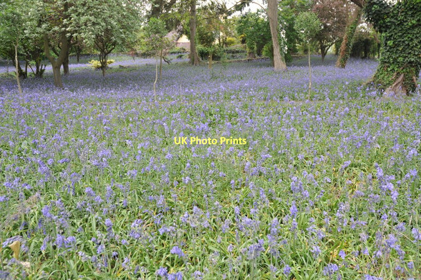 Photo 6"x4" Bluebells beside the A4104 Pershore c2011