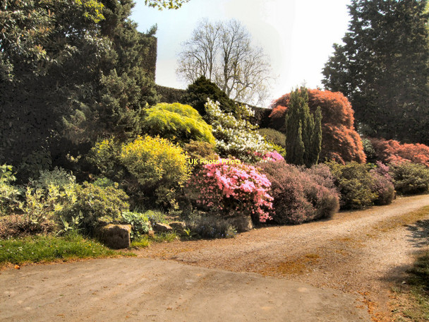 Photo 6"x4" Azaleas near White House Staplefield c2011