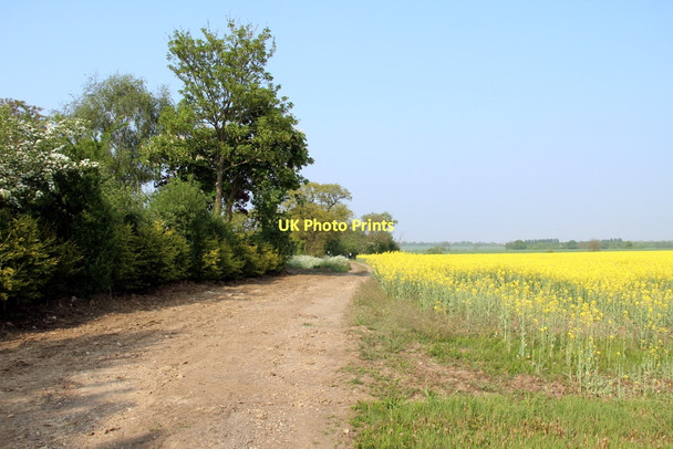 Photo 6"x4" Farm Track off the A414 Hastingwood c2011