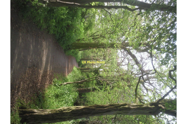 Photo 6"x4" Downham Woodland Walk Bromley\/TQ4069 c2011