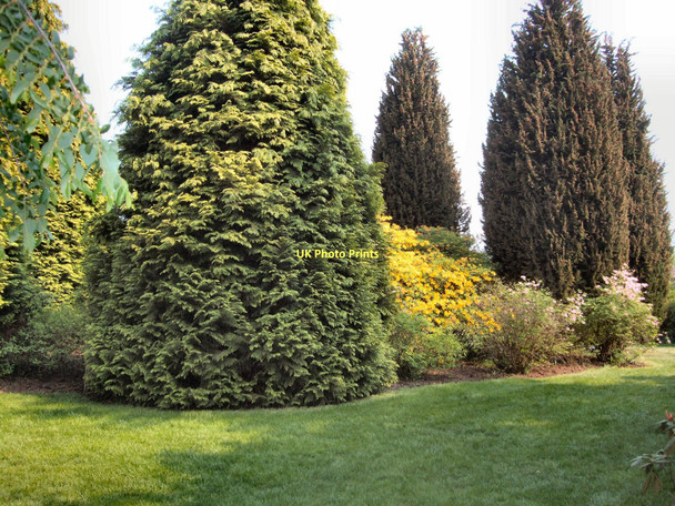 Photo 6"x4" Trees in Nymans Gardens Handcross c2011