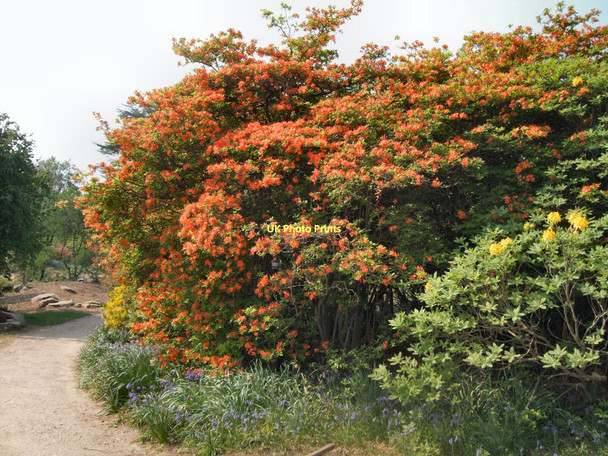 Photo 6"x4" Rhododendrons in Nymans Gardens Handcross c2011