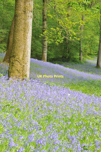 Photo 6"x4" Bluebells on Yatton Wood Perrystone Hill c2011
