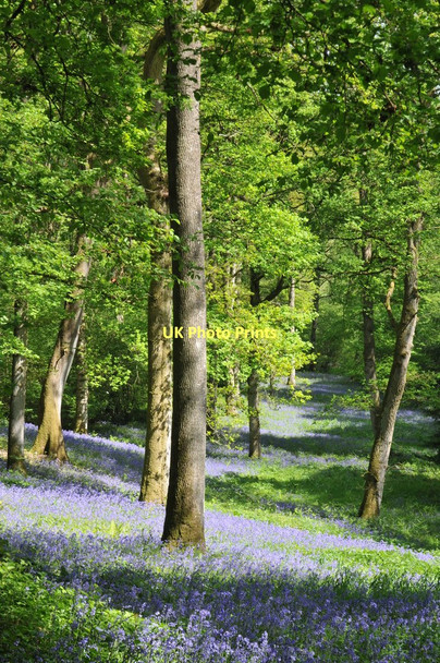 Photo 6"x4" Bluebells in Yatton Wood Perrystone Hill c2011
