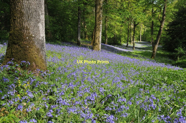 Photo 6"x4" Bluebells in Yatton Wood Perrystone Hill c2011