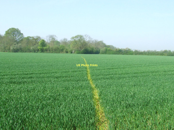 Photo 6"x4" Line Across The Field Colchester Green c2011