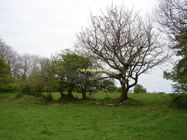Photo 6"x4" Small trees near Graig Farm Hermon\/SN2031 c2011