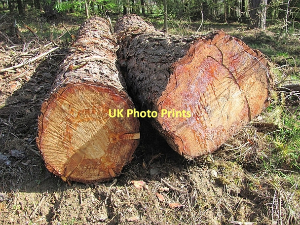 Photo 6"x4" Pine logs, Saltoun Big Wood West Saltoun c2011