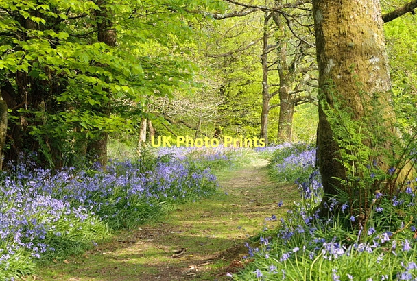 Photo 6"x4" Path Through The Woods Broadwindsor c2011