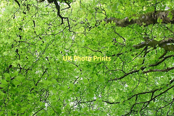 Photo 6"x4" Spring Canopy Broadwindsor c2011