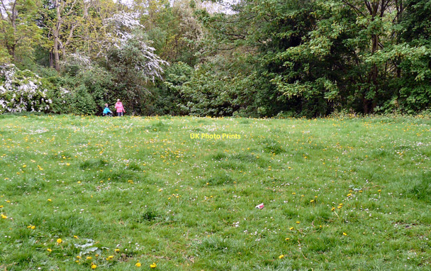 Photo 6"x4" Dandelions at Swains Valley Hyde\/SJ9494 c2011