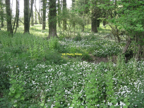 Photo 6"x4" Wildflowers by the Stratford-upon-Avon Canal: 2 Barnmoor Green c2011