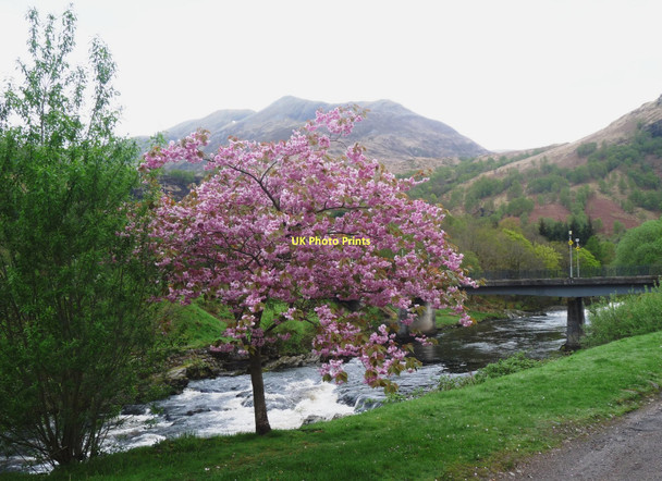 Photo 6"x4" Spring colour on the Leven Kinlochleven c2011