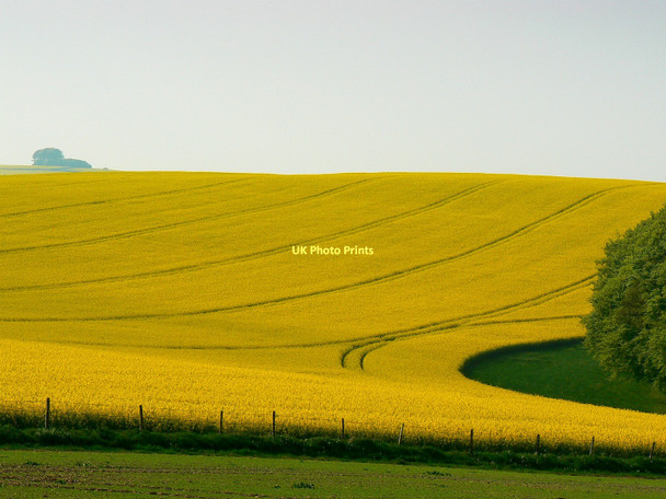 Photo 6"x4" Oilseed rape at Sugar Hill, near Liddington Warren Upper Upham c2011