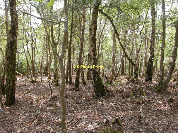Photo 6"x4" Broadstone, coppice Broadstone\/SZ0095 c2011