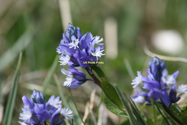 Photo 6"x4" Chalk Milkwort on the Pewsey Downs Alton Priors c2011