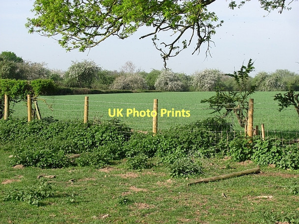 Photo 6"x4" Gap in the hedge Leominster c2011