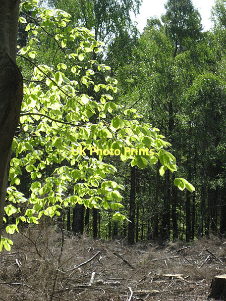 Photo 6"x4" Beech Leaves Fochabers c2011