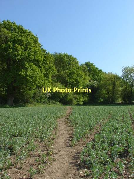 Photo 6"x4" Wood, Poyle Park Seale c2011