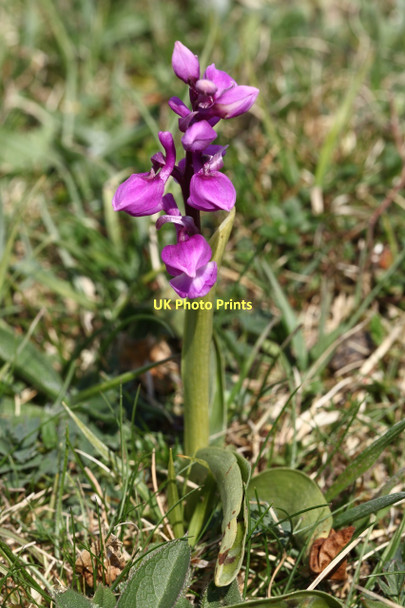 Photo 6"x4" Early Purple Orchid on Knap Hill Alton Priors c2011