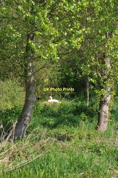 Photo 6"x4" Swan sitting on a nest Ewen c2011