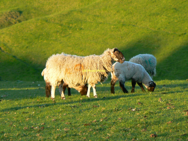 Photo 6"x4" Sheep in the coombe south of Bishopstone, Swindon Bishopstone\/SU2483 c2011