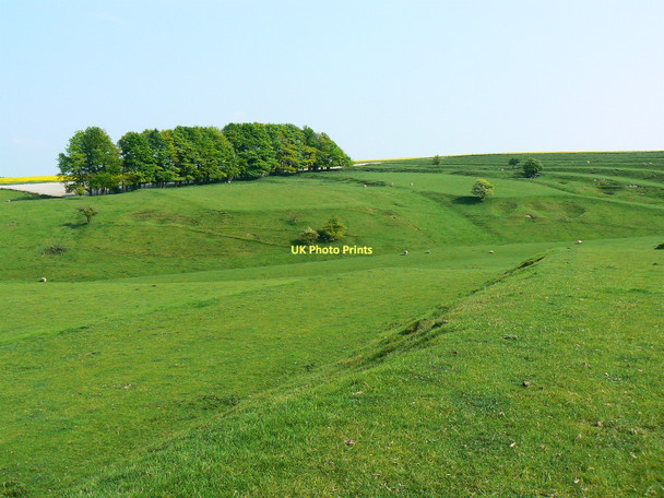 Photo 6"x4" Trees and a field system south of Bishopstone, Swindon Bishopstone\/SU2483 c2011