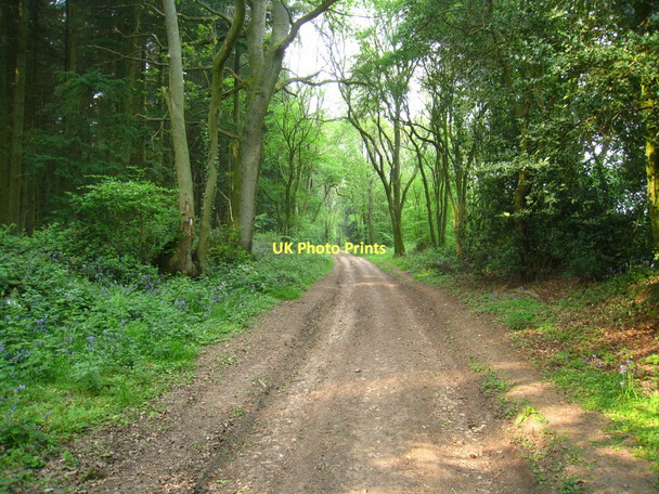 Photo 6"x4" Winslade Lane Ellisfield c2011
