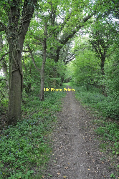 Photo 6"x4" Bridleway to Upper Kite's Wood Dormston c2011