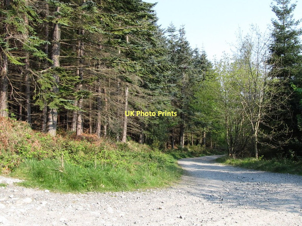 Photo 6"x4" Bend in the forest track at Donard Wood Newcastle\/J3732 c2011