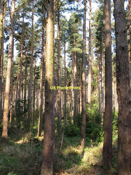 Photo 6"x4" Trees in Donard Wood Newcastle\/J3732 c2011