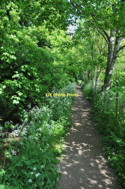 Photo 6"x4" Thames Path at Ashton Keynes Ashton Keynes c2011