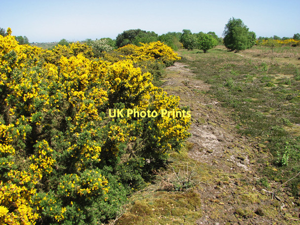 Photo 6"x4" Flowering gorse by the Southwold railway cutting, Walberswick Common Southwold c2011