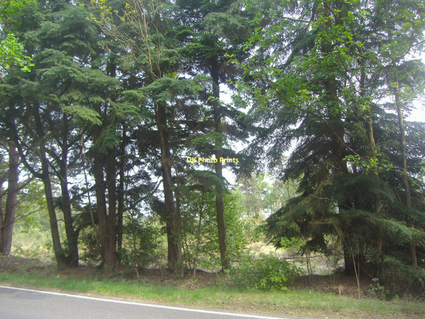 Photo 6"x4" Trees along Mytchett Place Road Mytchett Place c2011